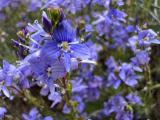 Veronica multifida