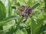 Solenanthus stamineus