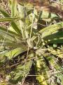 Echium italicum