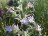 Echium italicum