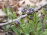 Myosotis alpestris