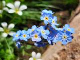 Myosotis alpestris