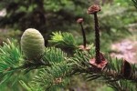 Abies cilicica