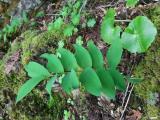 Polygonatum orientale