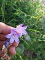 Campanula rapunculus