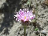 Erigeron caucasicus subsp. venustus