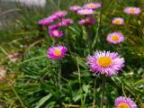 Erigeron caucasicus subsp. venustus