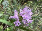 Orchis tridentata