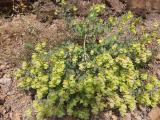 Origanum acutidens