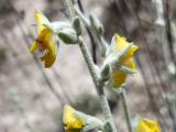 Verbascum gypsicola