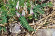 Astragalus schizopterus