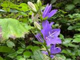Campanula persicifolia