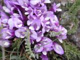 Astragalus syringus