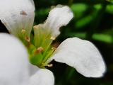 Saxifraga sibirica