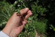 Trifolium ambiguum