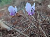 Cyclamen hederifolium