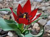 Tulipa armena