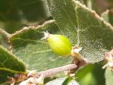 Lonicera nummulariifolia