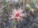 Trifolium stellatum