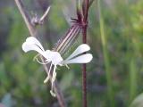 Silene italica