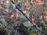 Berberis cretica