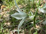 Ornithogalum nutans