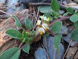 Tripodion tetraphyllum