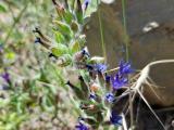 Anchusa hybrida