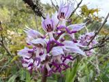 Orchis simia