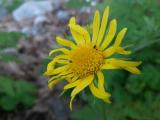 Doronicum orientale