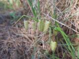 Briza maxima