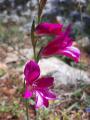 Gladiolus italicus