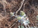 Eryngium maritimum