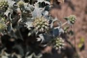 Eryngium maritimum