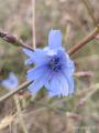 Cichorium intybus