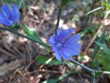 Cichorium intybus