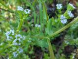 Valerianella locusta