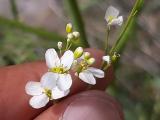 Crambe orientalis