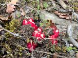 Cytinus ruber
