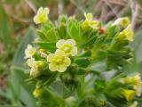 Nonea macrosperma