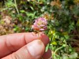 Trifolium grandiflorum