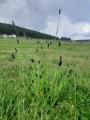 Phleum alpinum