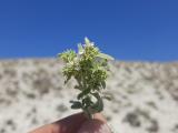 Marrubium parviflorum