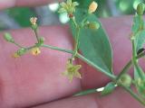 Rubia tinctorum