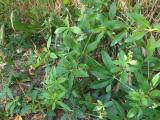 Rubia tinctorum
