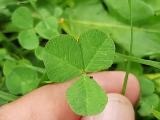 Trifolium repens