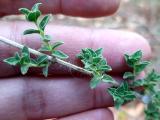 Origanum onites