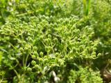 Origanum onites