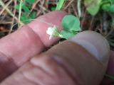 Lathyrus aphaca