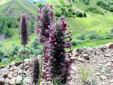 Nepeta trachonitica